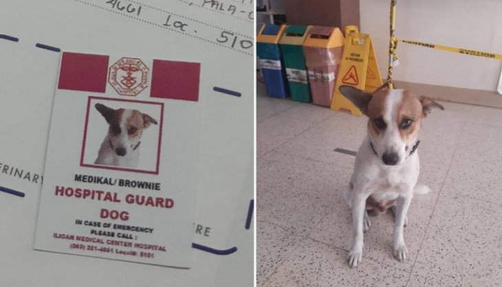 Хвостатый медбрат: пса приняли на работу в больницу