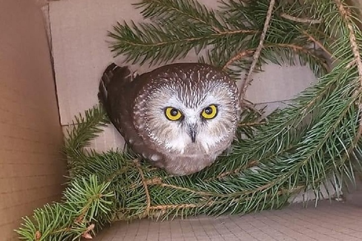 Сюрприз из новогодней елки: в ветках дерева через три дня нашли сову