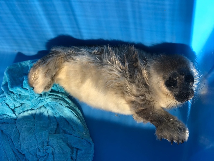 Нас и здесь неплохо кормят: спасенный нерпенок отказался уплывать 