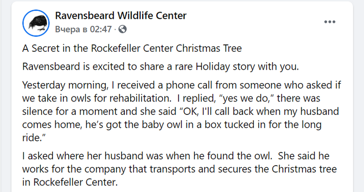 Сюрприз из новогодней елки: в ветках дерева через три дня нашли сову