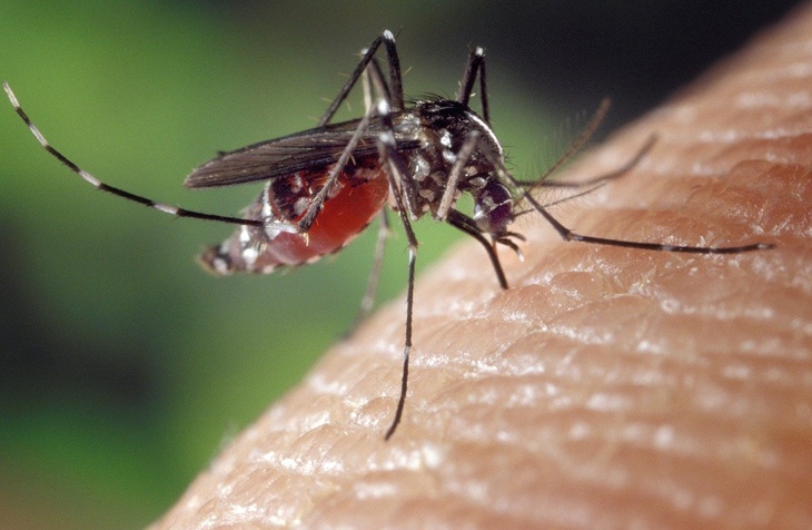 Может ли комар заразить коронавирусом? подцепить COVID-19 от комара?