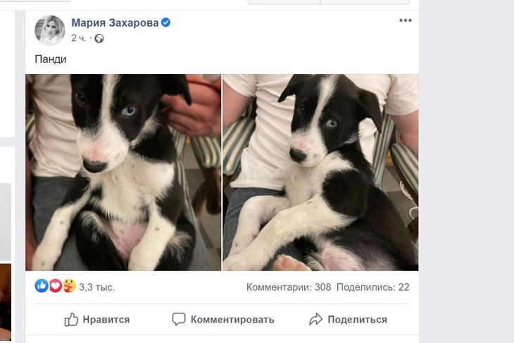 Захарова придумала имя щенку, взятому из приюта