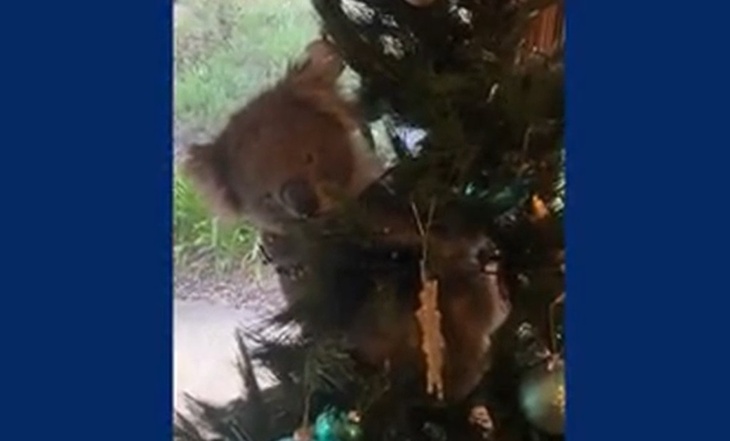 Жевала елку: коала залезла в дом и запуталась в гирлянде