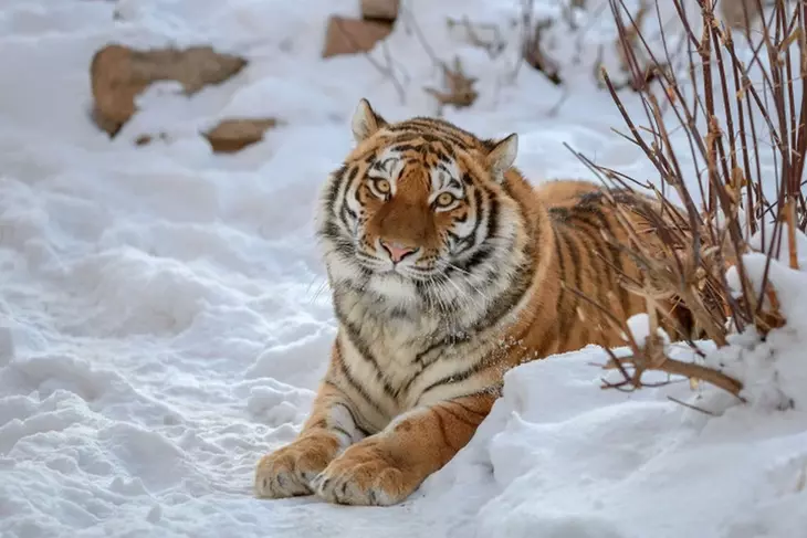 Тигры в опасности: из-за ледяного шторма хищники лишились пропитания
