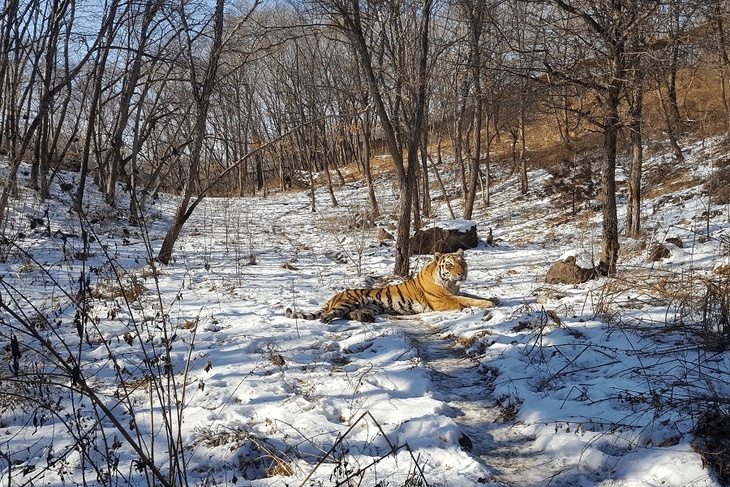«В Приморье надо сделать две вещи»: на видео попали солнечные ванны тигра Амура