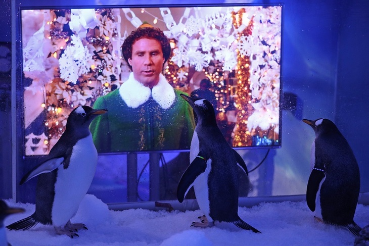 Скучающим на карантине пингвинам показали рождественские фильмы