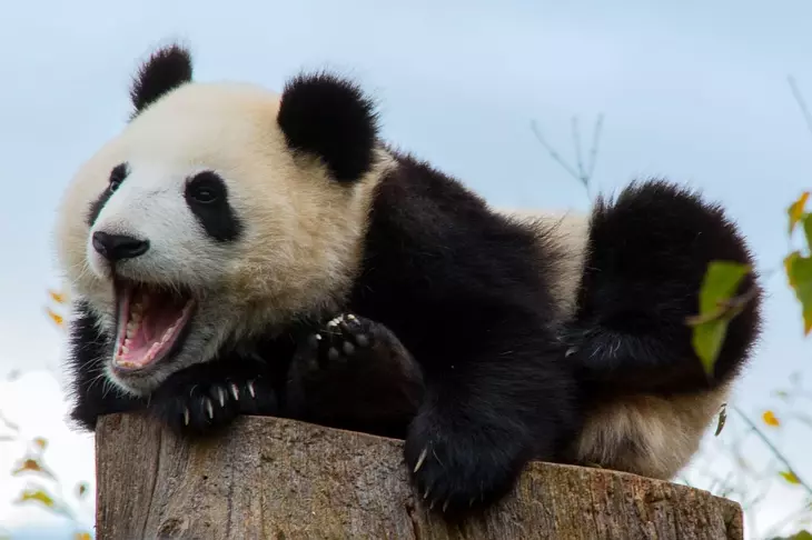 Хищник атакует: в Московском зоопарке показали битву панды со снеговиком