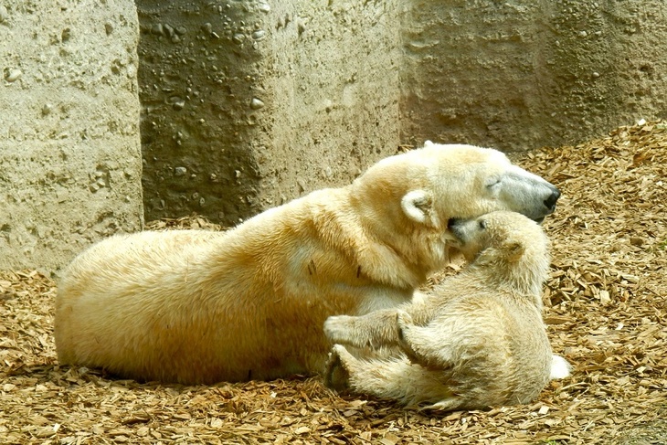Первый за 32 года: в российском зоопарке родился белый медвежонок