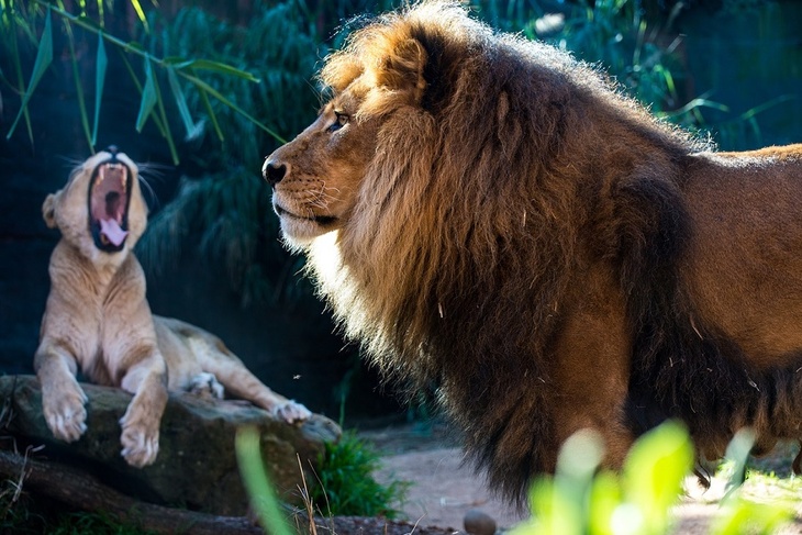 Не будите во мне зверя: лев показал, как нельзя поступать со спящей женой
