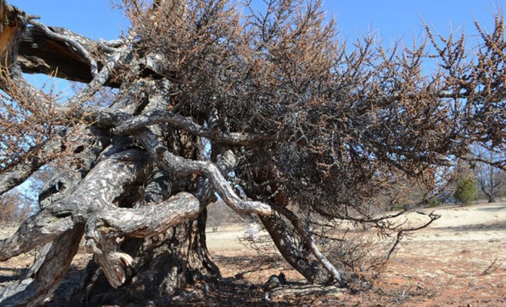 Видели Золотую Орду: где растут самые старые деревья России