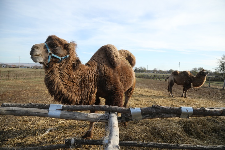 Каша и спортивные верблюды: пополнился список нематериального наследия ЮНЕСКО
