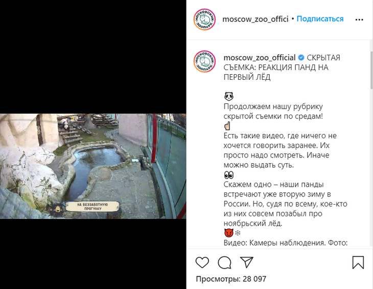 «Девчонки рулят»: панды в Московском зоопарке познакомились со льдом