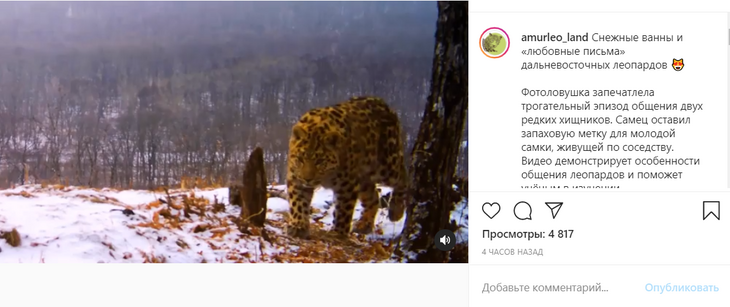 Самый милый котик дня: на видео попали кувыркания леопарда в снегу