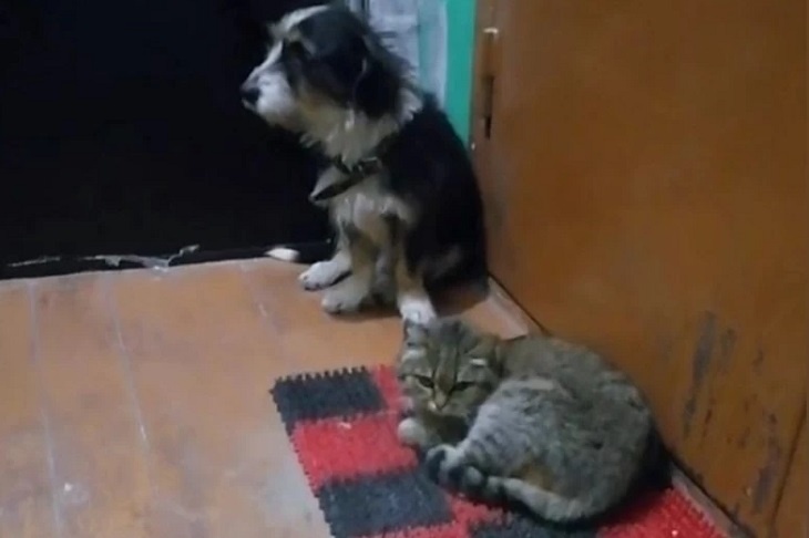 Не только Хатико: пес и кошка два года прождали хозяев под дверью