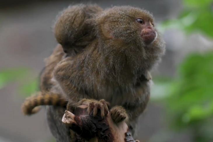Десять граммов обезьянки: в зоопарке родились карликовые мартышки-близняшки