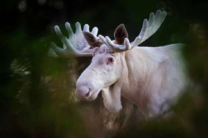 Новогоднее чудо: в Швеции засняли уникального белого лося