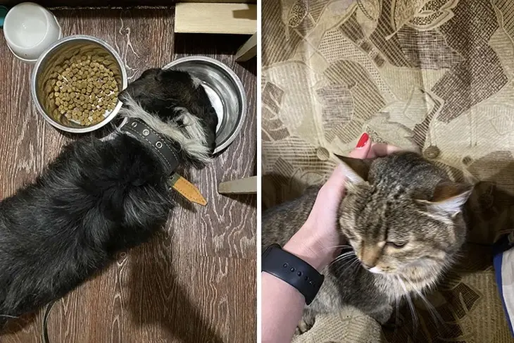 Не только Хатико: пес и кошка два года прождали хозяев под дверью Не только Хатико: пес и кошка два года прождали хозяев под дверью