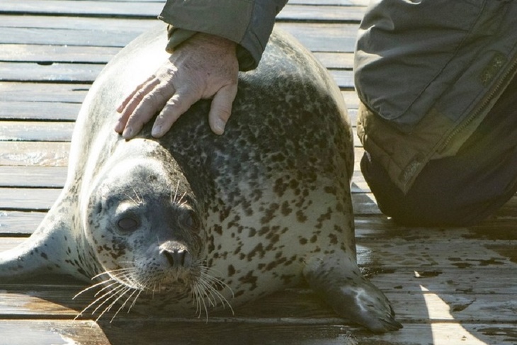 «Перед ней был весь океан»: ларга Дуся добровольно вернулась из моря к людям «Перед ней был весь океан»: ларга Дуся добровольно вернулась из моря к людям