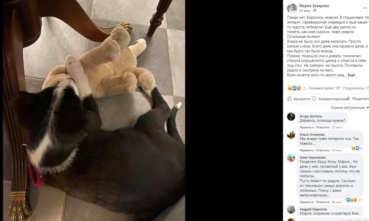 «Боролись неделю»: умер щенок Марии Захаровой, взятый из приюта