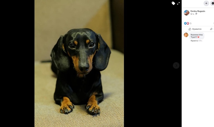 «Ради спасения жизней»: Рогозин показал собаку, которая прошла через опасный эксперимент