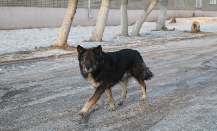 В России появятся штрафы за выброшенных собак и кошек