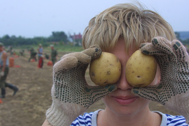 Россиянам предложат мелкий картофель под видом «экономкласса»