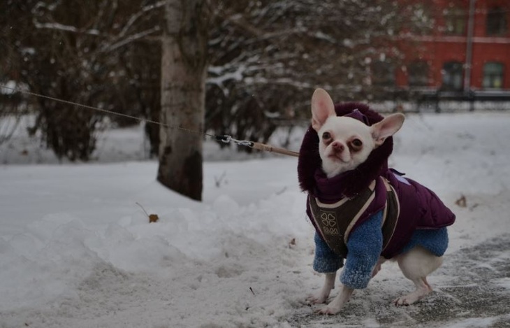 Кинолог объяснил, как уберечь собак от травм зимой