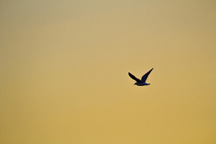 Замерзают на лету: в Амурской области из-за 50-градусных морозов птицы падают с неба