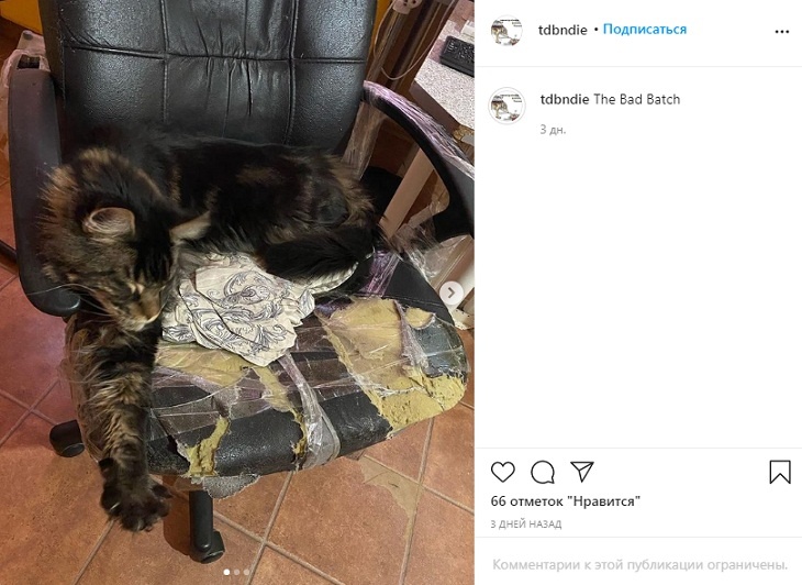 Спартанские условия и три кота: как живет сын Елены Яковлевой 