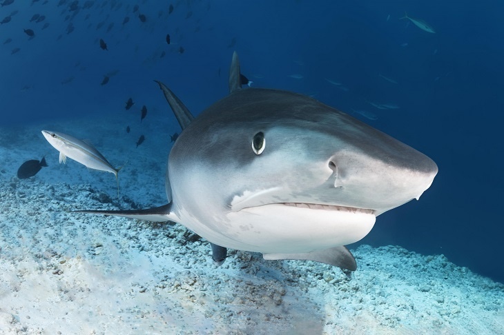 Только спокойствие: как не погибнуть при встрече с акулой