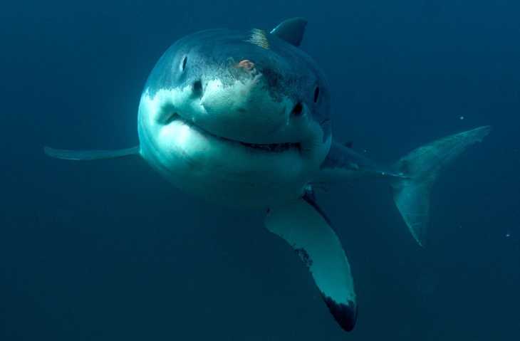 Решил понырять у берега: в Австралии акула съела мужчину на отдыхе