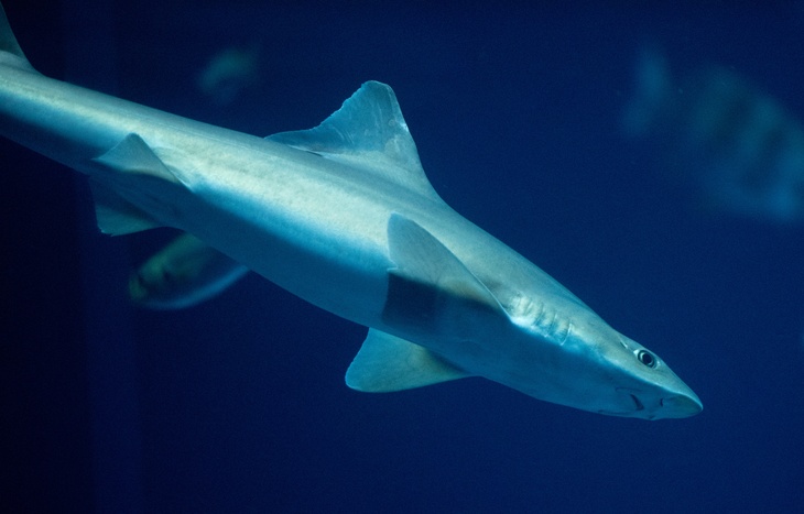 Встретить акулу и не умереть: в Австралии семья отдыхающих спаслась от опасного хищника