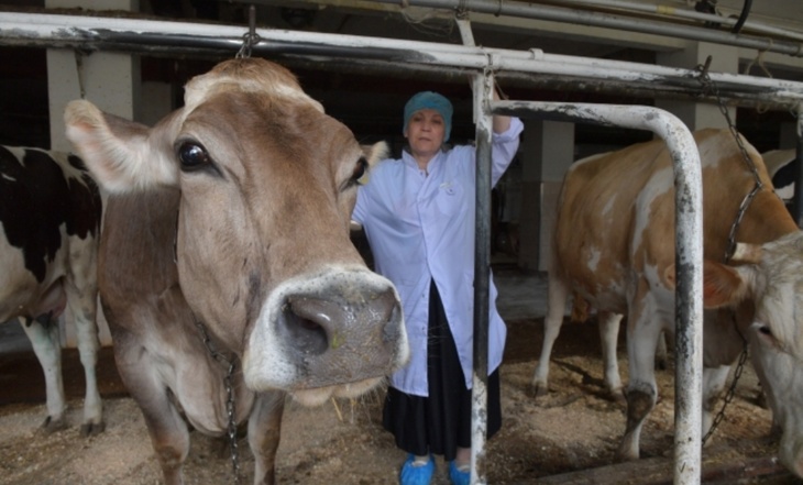 Ветеринар о COVID-19 у животных: «Массовой заболеваемости мы не видим»