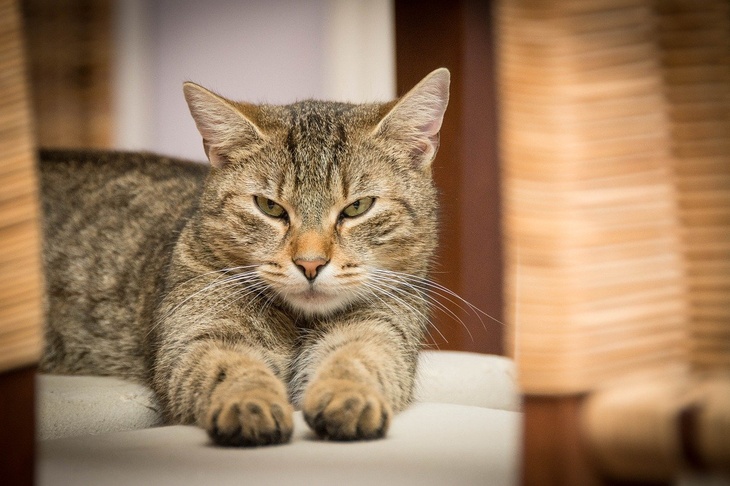 «Старается смешать со своим»: зоопсихолог объяснила, почему кошки писают на вещи хозяев