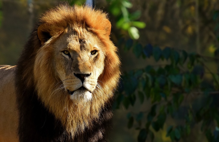 «Они могут напасть еще раз»: африканские львы растерзали смотрителя природного парка