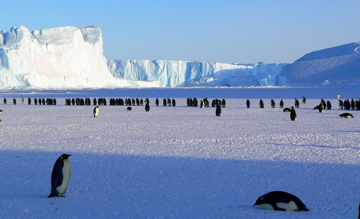 «Требуется серьезный ресурс»: Сергей Брилев объяснил, как попасть в Антарктиду