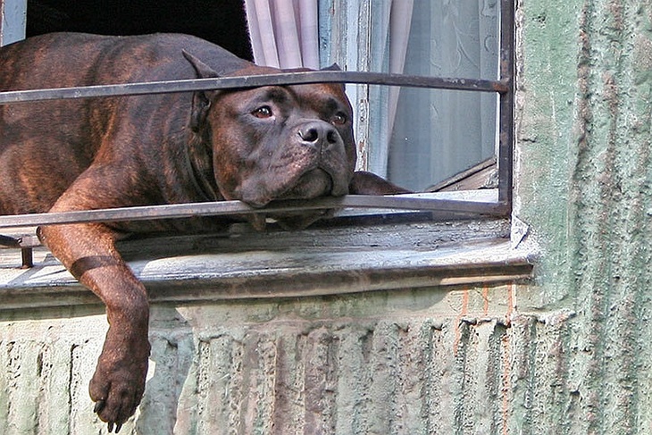В Госдуму внесен проект об обязательной регистрации домашних животных