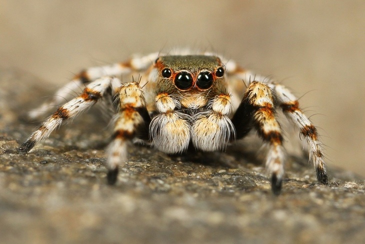 «В заброшенных деревенских баньках»: биолог рассказал, глотают ли люди пауков во сне