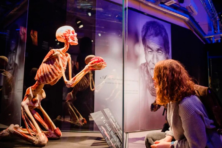 Посетители высоко оценили выставку «Body Worlds»