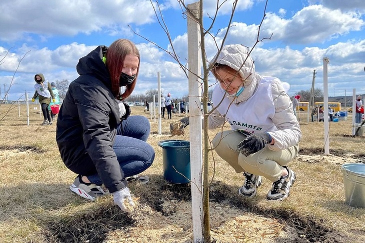 1300 деревьев вырастут в память героев в селе Илёк-Пенькова Белгородской области