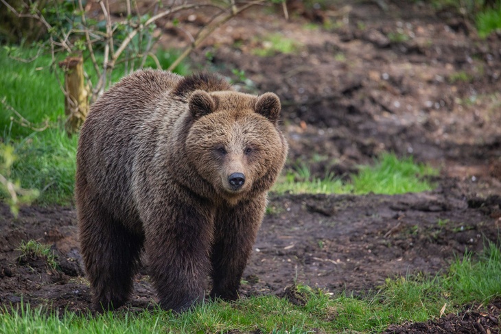 Медведь пытался пробраться в российскую школу во время каникул
