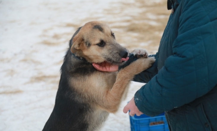 «Вся зараза от животного мира»: Жириновский призвал бороться с бездомными животными
