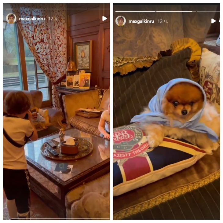 «Какая прелесть»: Гарри Галкин устроил фотосессию для собачки Пугачевой
