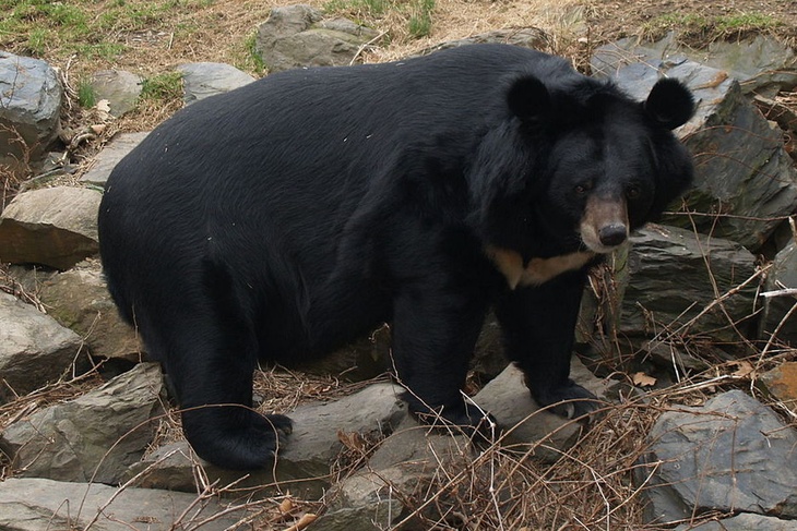Медведям мытищинского стрелка нашли новый дом