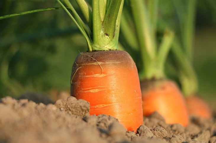 В России рекордно подорожали морковь и свекла
