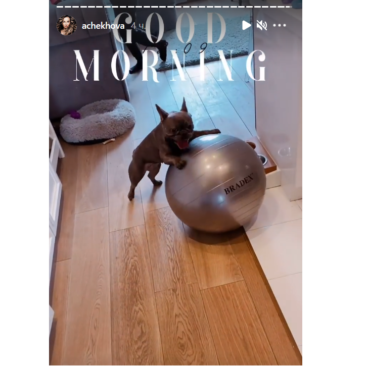 «У собаки истерика»: Чехова показала, как Картошка яростно гоняет мяч по квартире