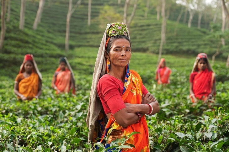 Цены на индийский чай могут взлететь по всему миру