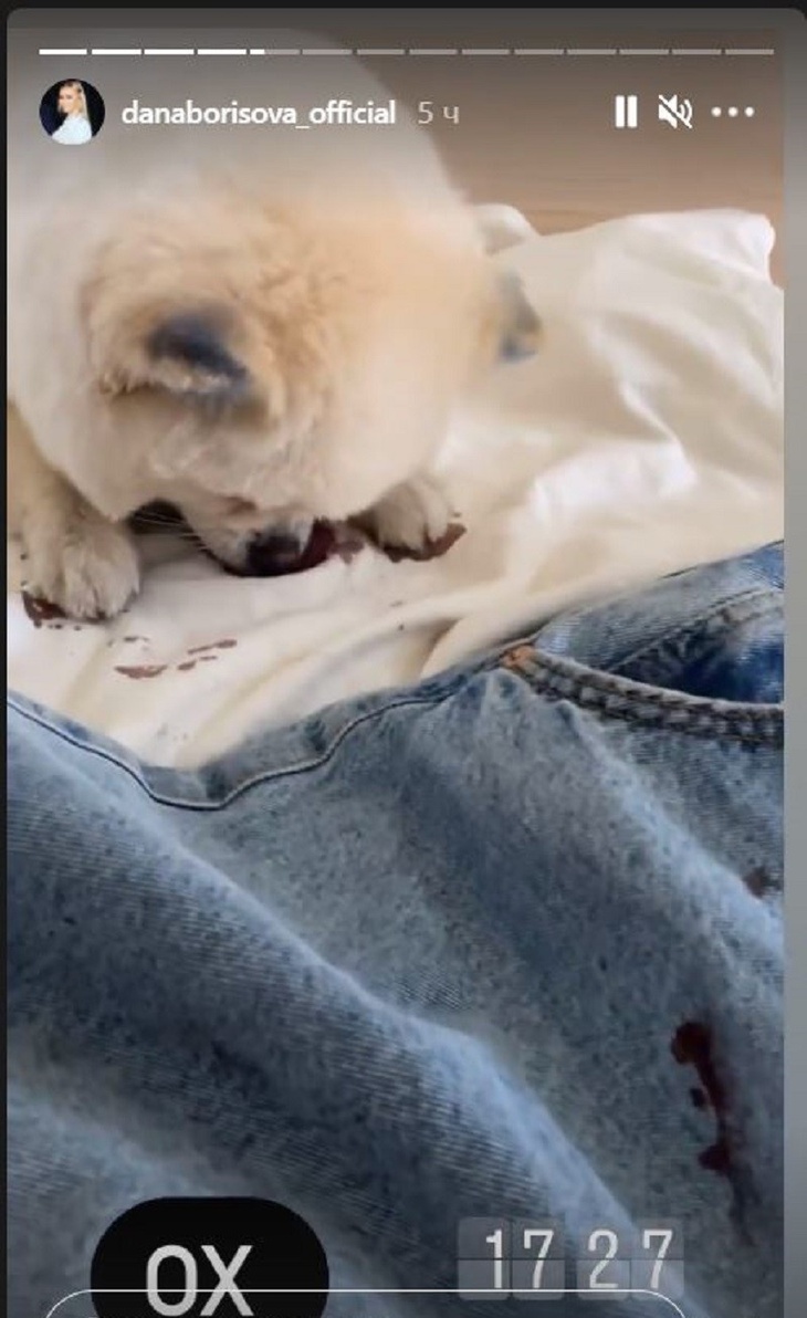 «Опять»: Борисова показала, как собака слизывает кровь ее дочери