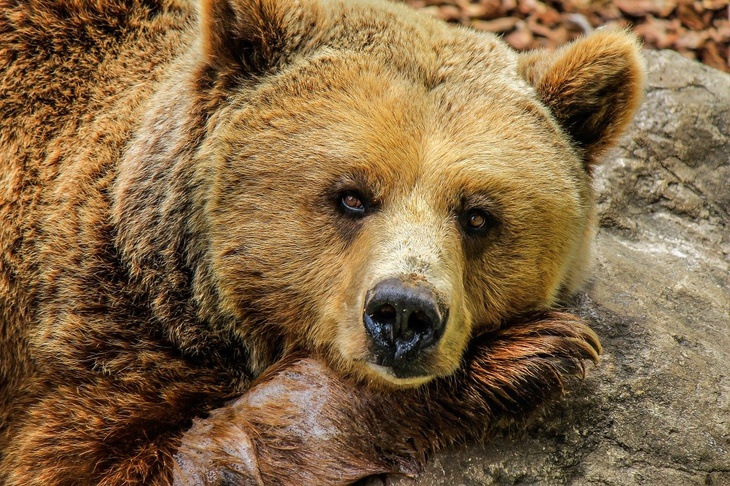 «Без травм не обошлось»: сбежавший в Мытищах медведь напал на лагерь тиктокеров
