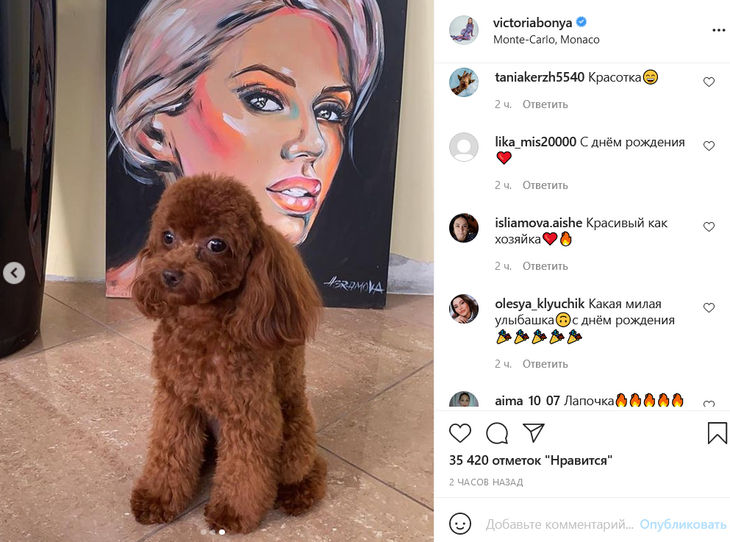 «Красивая, как и хозяйка»: фанаты поздравили собачку Бони с днем рождения